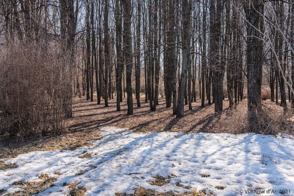 Весенний пейзаж 2021