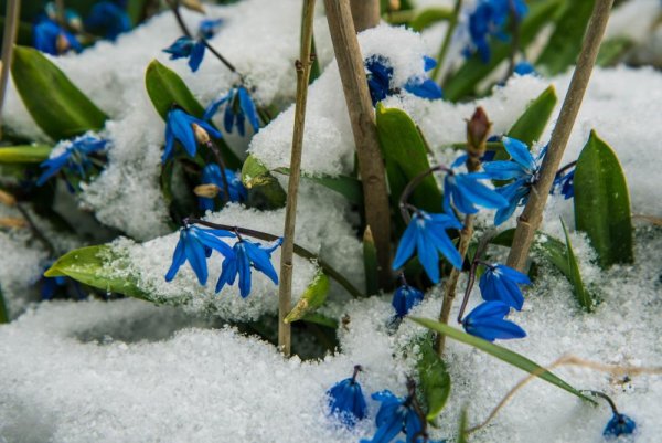 Последний снег цветы Весна