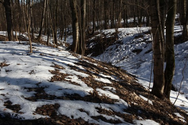 Последний снег Анищенко