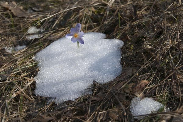 Последний снег