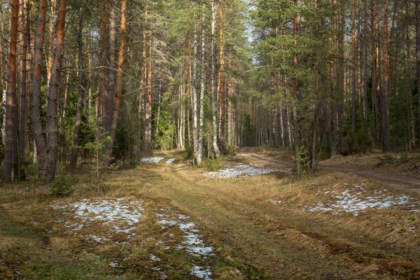 Прогулка по весеннему лесу