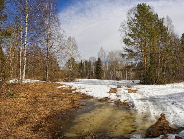 Весна проталины
