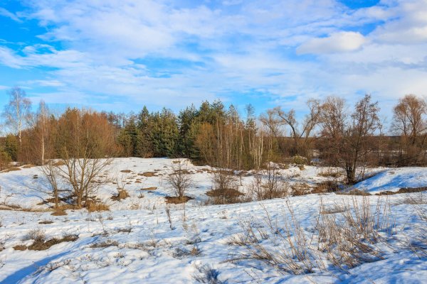 Весна лес проталины