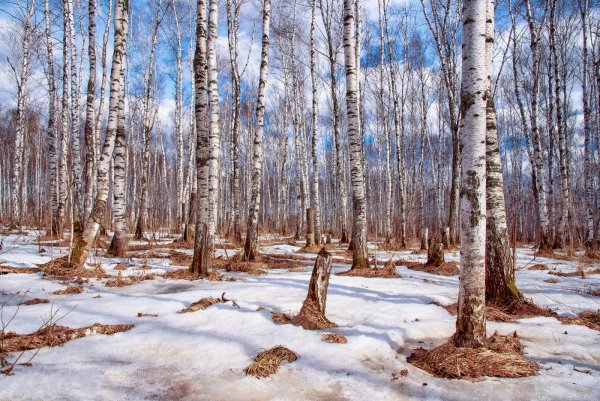 Последний снег Анищенко