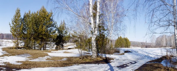 Панорама весеннего леса