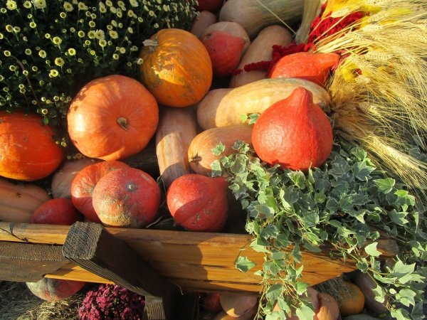 Осенний урожай