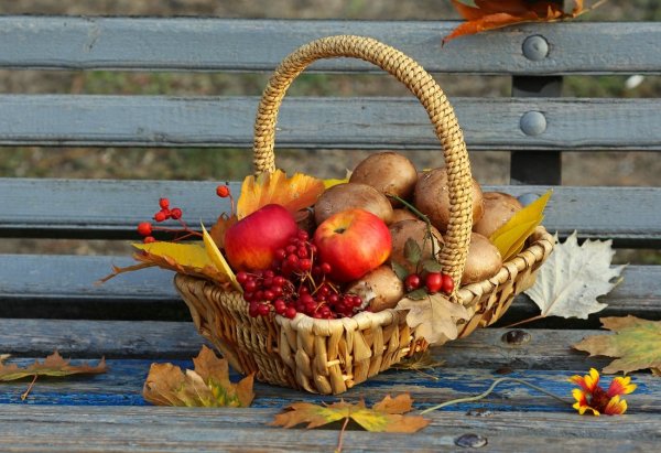 Осенние дары природы
