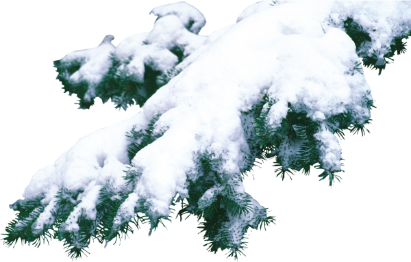 Снежные ветки на прозрачном фоне