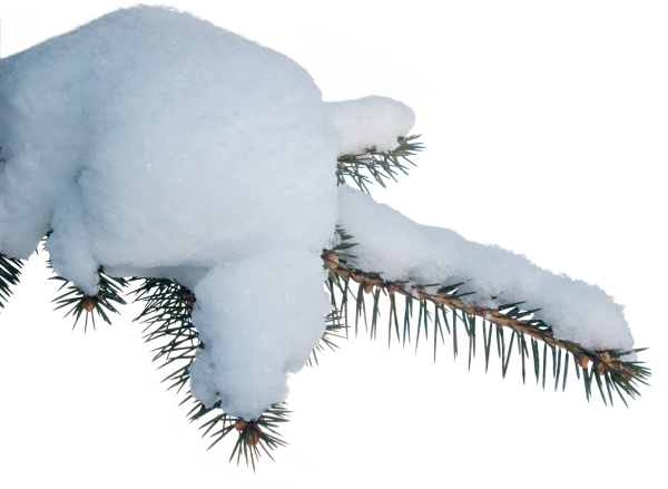 Ветка ели в снегу на прозрачном фоне