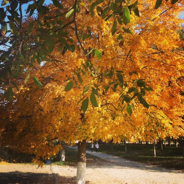 Липа мелколистная осенью