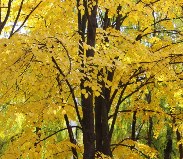 Липа дерево осенью