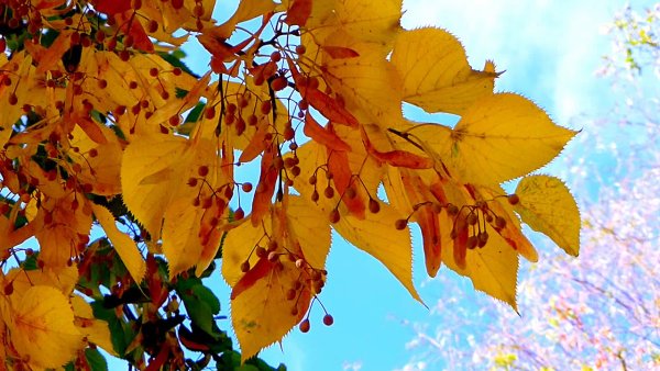 Липа мелколистная осенью