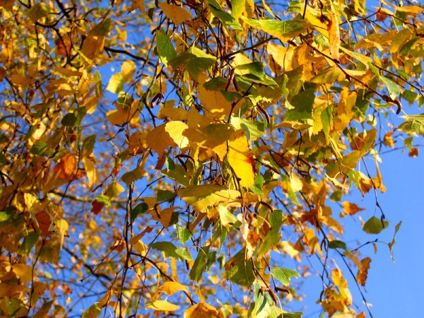 Золотая осень липа дерево