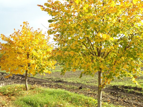 Липа мелколистная осень