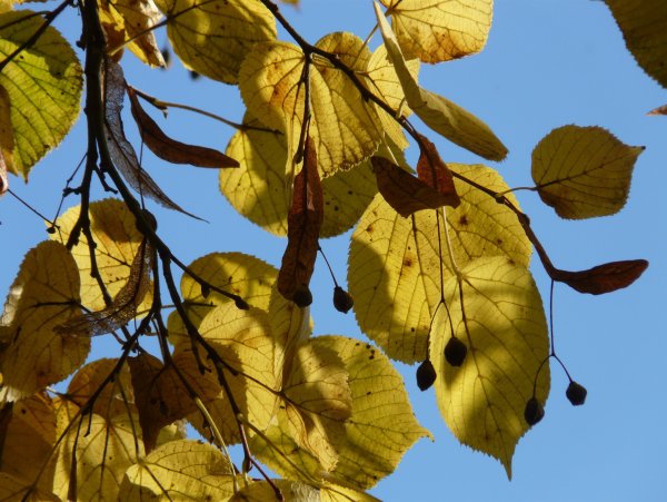 Липа крупнолистная осенью