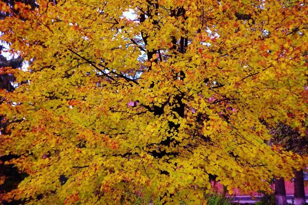 Липа мелколистная осень