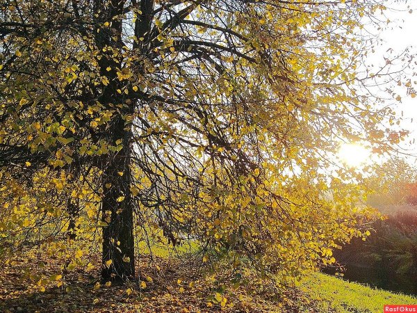 Липа осенью