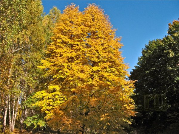 Липа мелколистная осенью