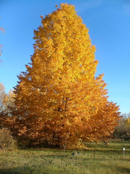 Липа мелколистная осенью