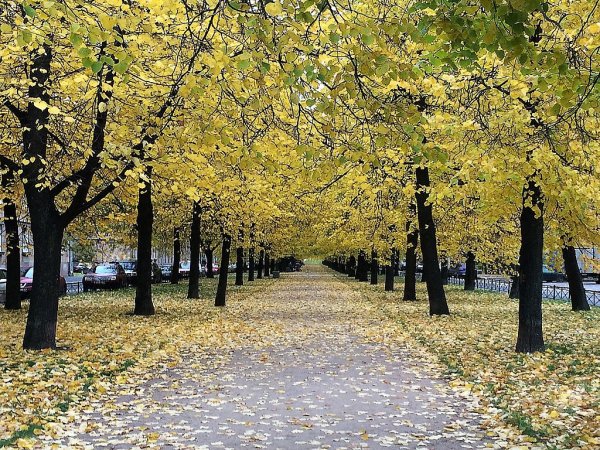 Ясень аллея