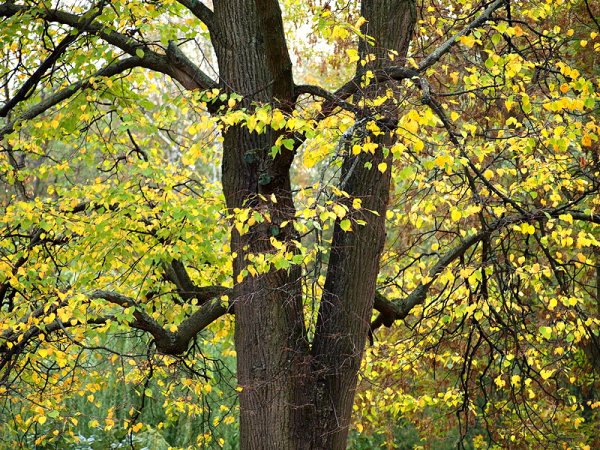 Липа дерево осенью