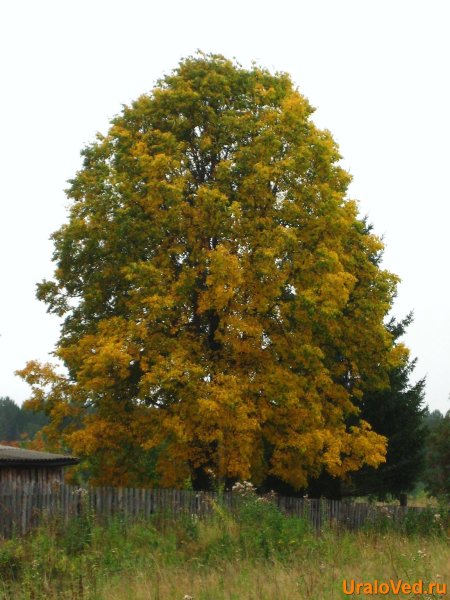 Липа мелколистная осенью