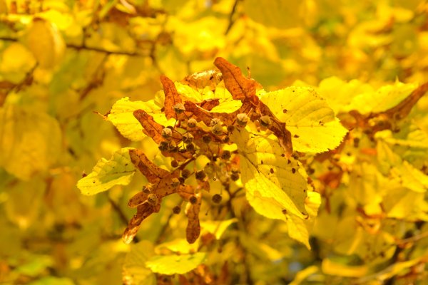 Липа осенью с семенами
