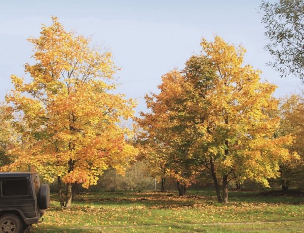 Липа мелколистная осень