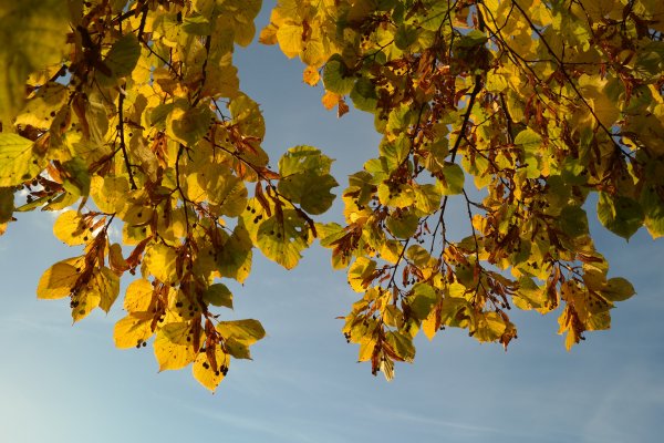 Семена липы летающие