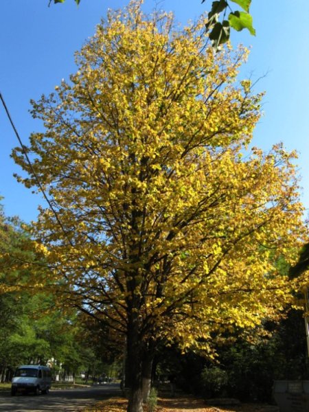 Липа крупнолистная осенью