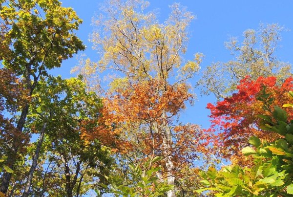 Деревья береза клен рябина