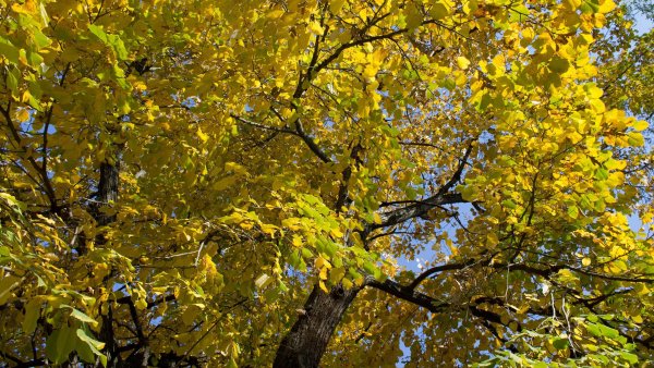 Липа сердцевидная