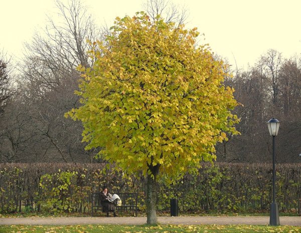 Липа мелколистная Green Globe
