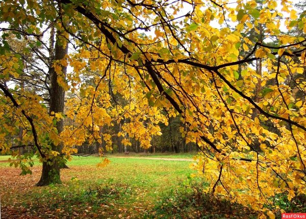 Липа в лесу осенью