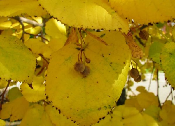 Липа мелколистная осень