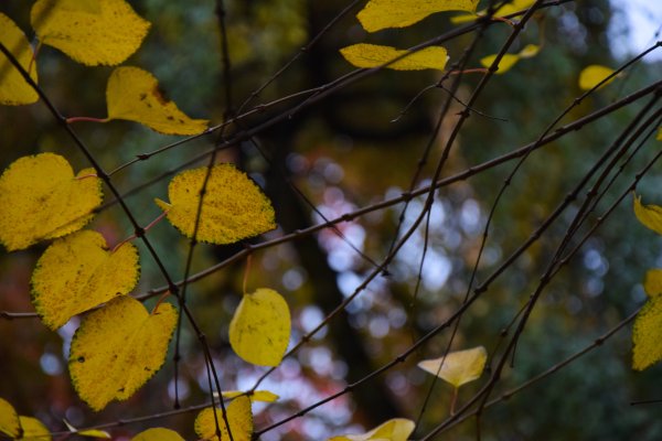 Листок липы осенью