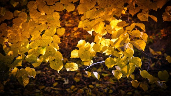 Липа осенью