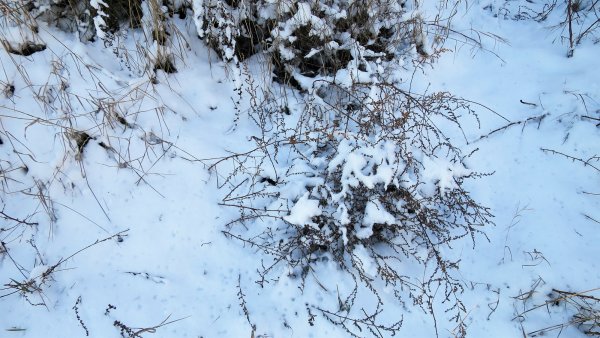 Анненский снег