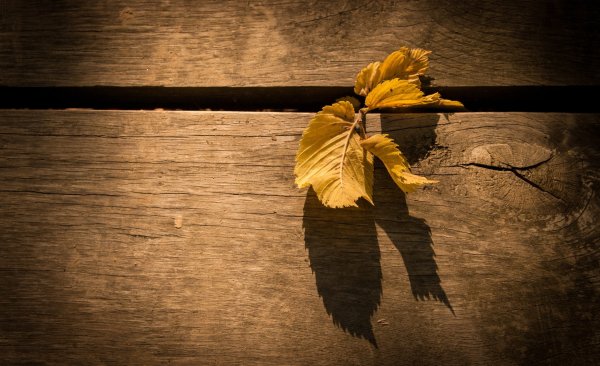 Осень Минимализм