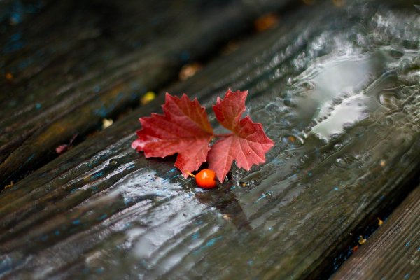 Природа осень Минимализм