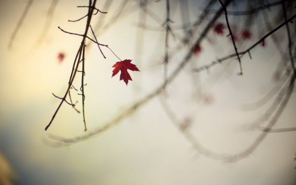 Осень Минимализм