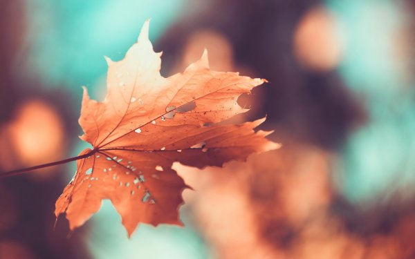 Фон для рабочего стола осень Минимализм