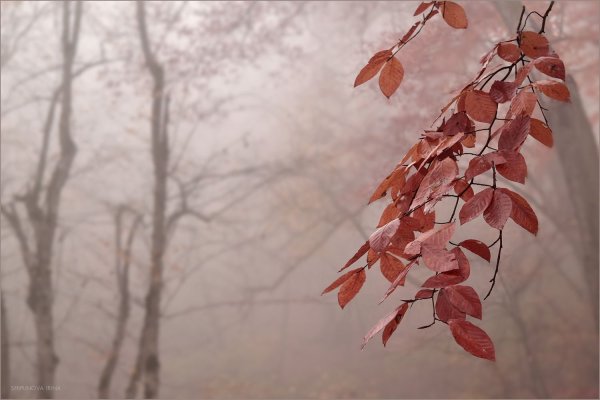 Осень Минимализм