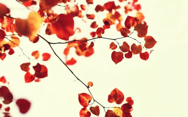 Осенняя ветка фон