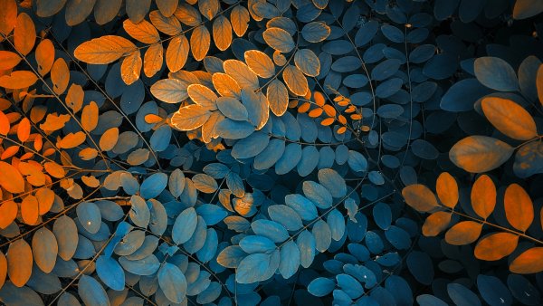 Акация осенью