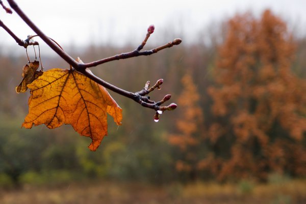 Осень Минимализм