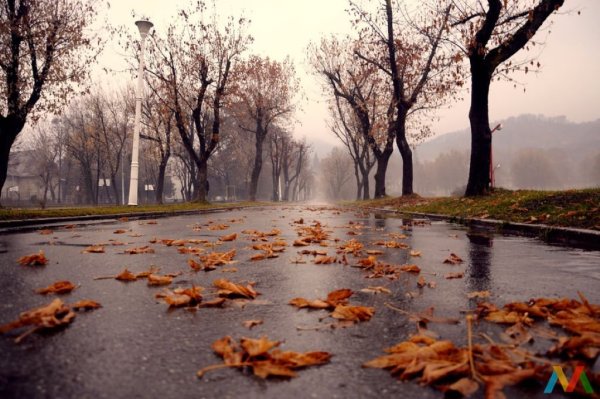Поздняя осень дождь