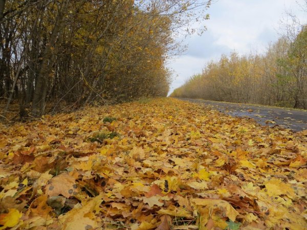 Сухая осень