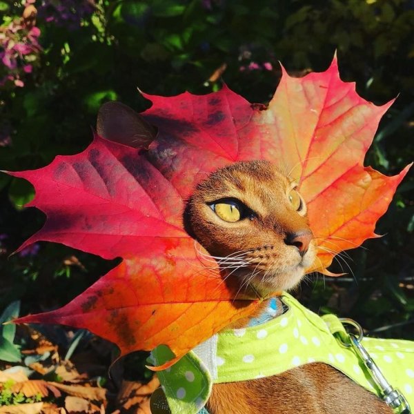 Кошка в осенних листьях