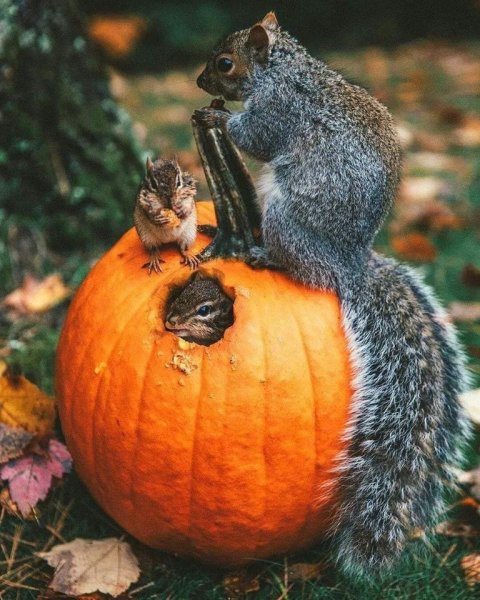 Осень животные прикольные